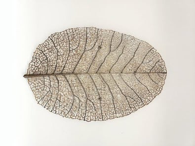 Found a Leaf That Looks Like a Skeleton? Here’s What Happened featured image
