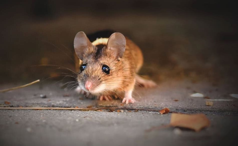 Close-up of a mouse on the floor, looking alert and cautious.
