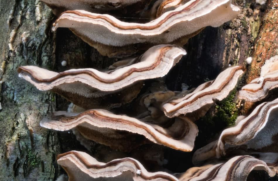 Cluster of shelf fungi growing on a tree trunk in a forest setting.