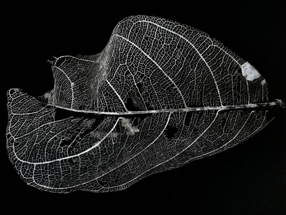 Detailed skeleton-like leaf with intricate vein pattern on black background.