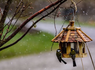 When Should You Stop Feeding Birds in Fall? featured image