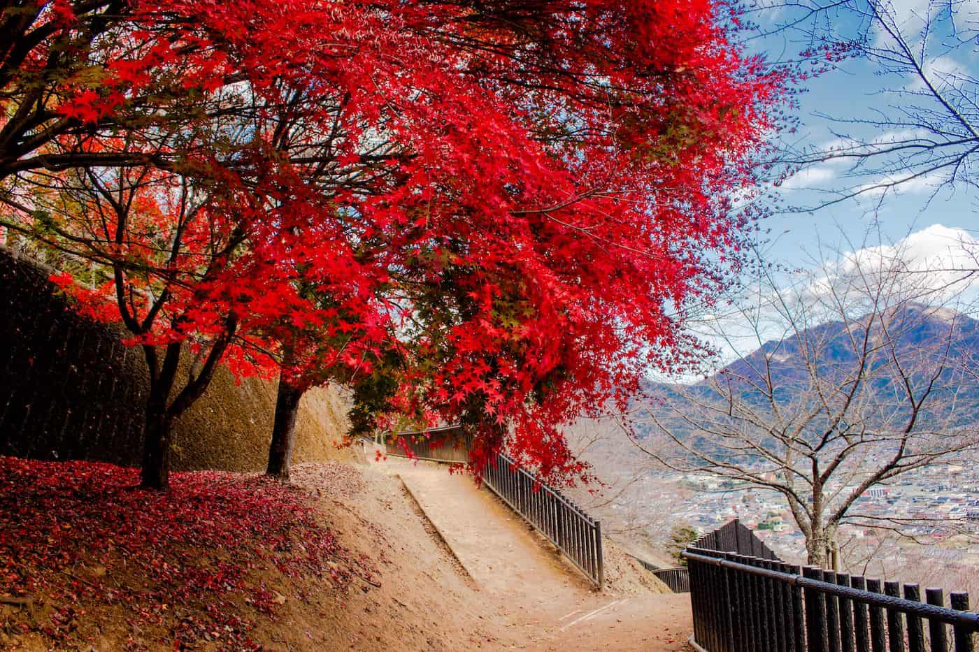 Colorful autumn leaves on trees along mountain trail during fall season.