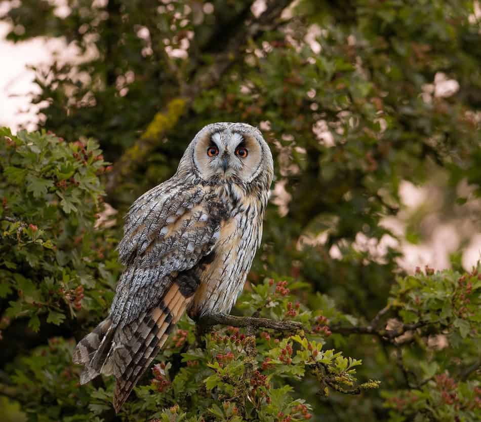 Barn owl perched on a branch amidst green foliage at dusk.