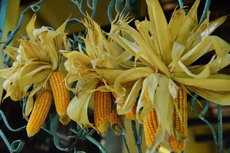 Traditional corn dollies made from the last sheaf of harvested corn.