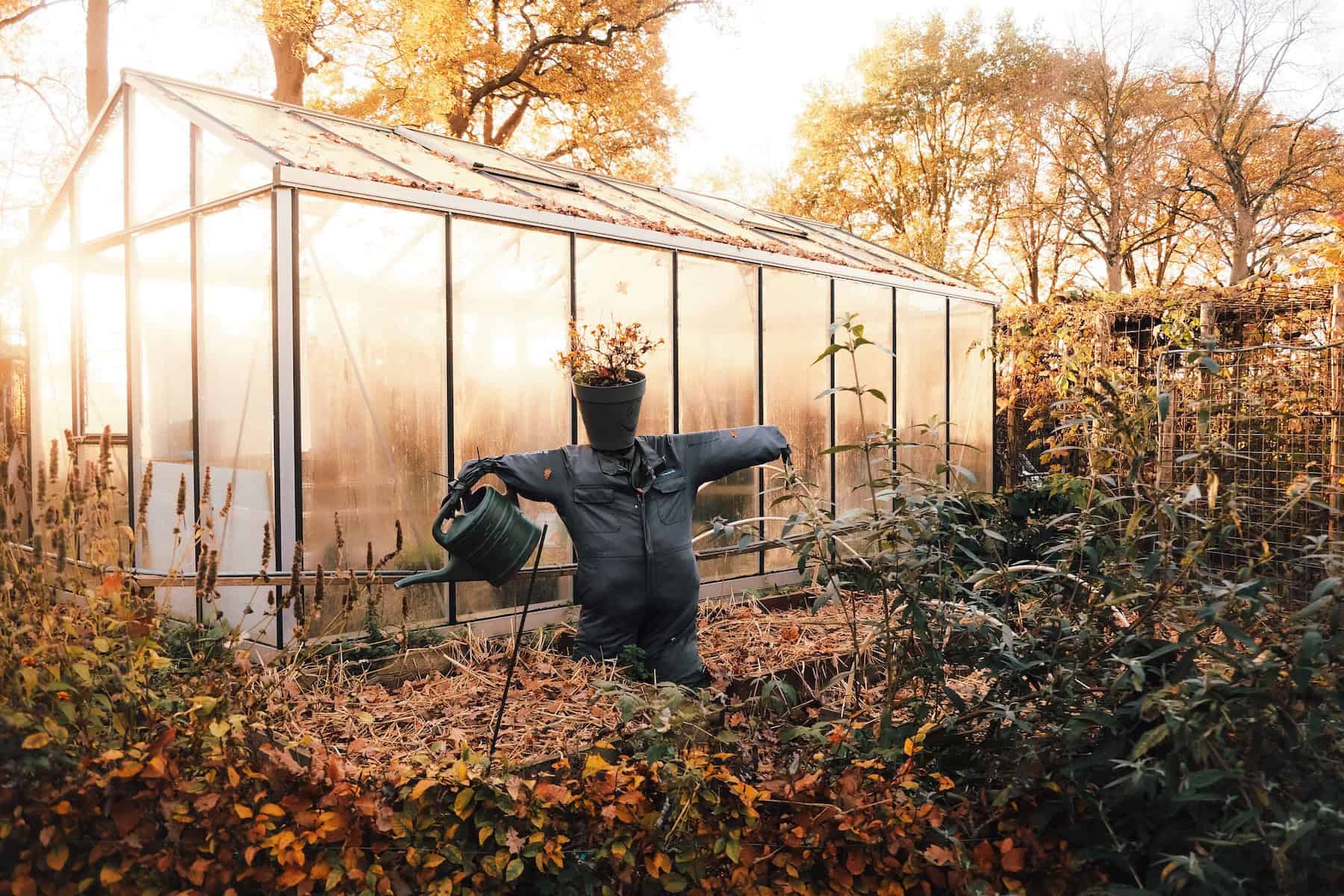 Greenhouse in autumn with fall foliage and garden scarecrow.