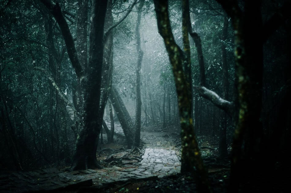 Misty autumn forest with a winding path and tall trees for spooky storytelling.