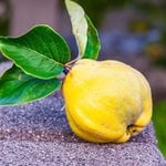 Fresh yellow quince fruit with green leaves on a stone surface.