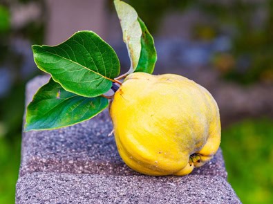 Quince: The Hard Fall Fruit That Turns Fragrant and Rosy When Cooked featured image