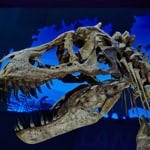 Fossilized dinosaur skull with detailed teeth and skull structure.