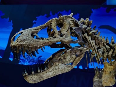 National Fossil Day 2026: Where to See Real Fossils Near You featured image
