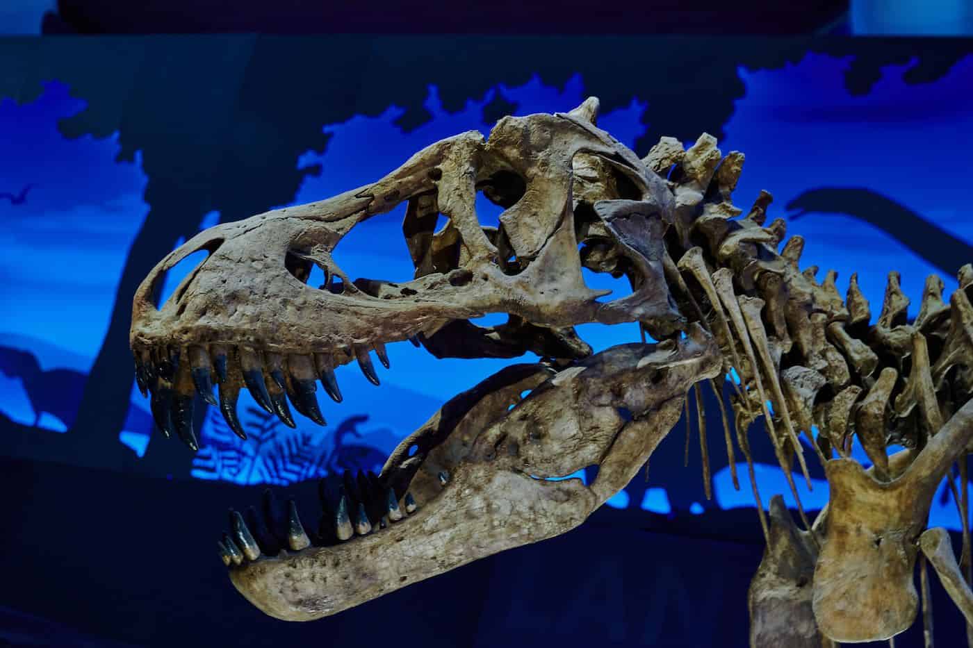 Fossilized dinosaur skull with detailed teeth and skull structure.