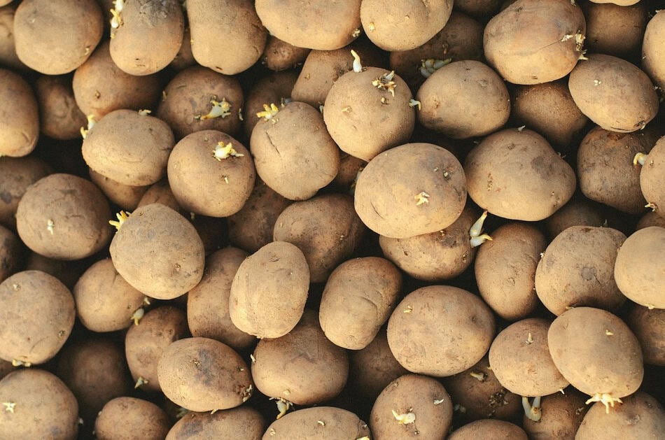 Close-up of new potatoes with sprouts, ready for harvest or planting.