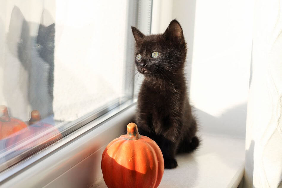 Black kitten sitting by a pumpkin on a windowsill, looking outside.