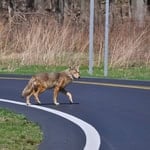 A coyote crossing a paved road in a rural area during fall.