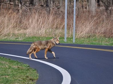 Seeing More Coyotes Lately? Fall Is When Young Coyotes Start Wandering featured image