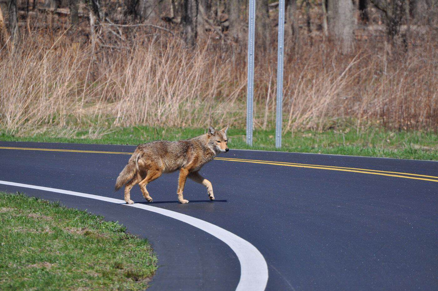 A coyote crossing a paved road in a rural area during fall.