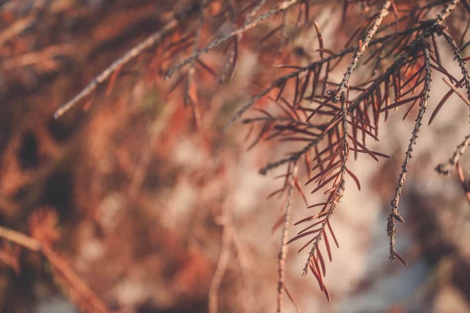 Close-up of brown conifer branches with needle-like leaves in fall colors.