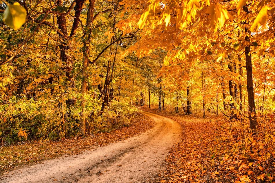 Scenic autumn forest with colorful leaves and a winding dirt path.