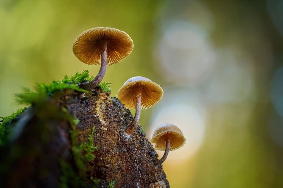 Group of small mushrooms sprouting from mossy log in forest setting.