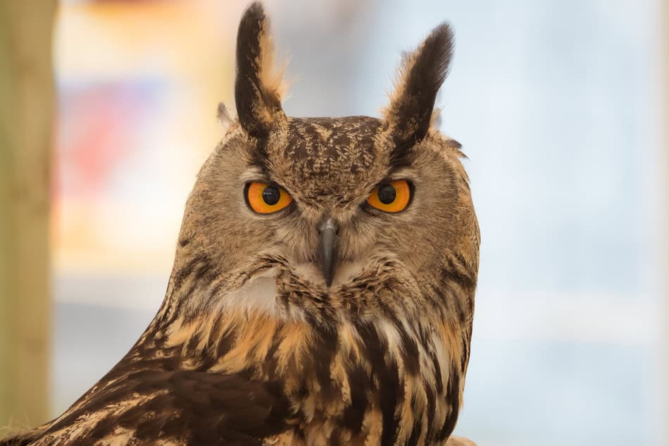 Detailed image of an owl with striking orange eyes and ear tufts.