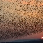 Thousands of birds flocking at sunset in a large murmur.