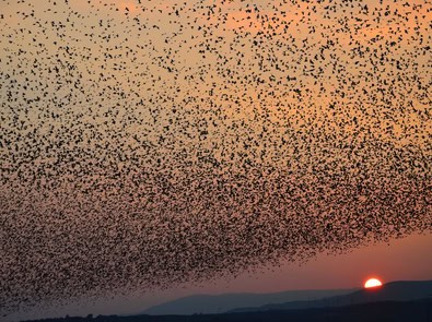 Why Do Thousands of Birds Suddenly Gather Into Giant Flocks in Fall? featured image