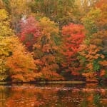 Colorful autumn leaves reflecting on a calm lake during fall.