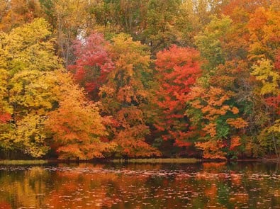 How Do Leaves Know When to Change Color? 7 Fun Facts About Fall Foliage featured image