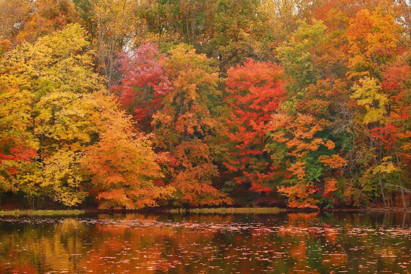 Colorful autumn leaves reflecting on a calm lake during fall.