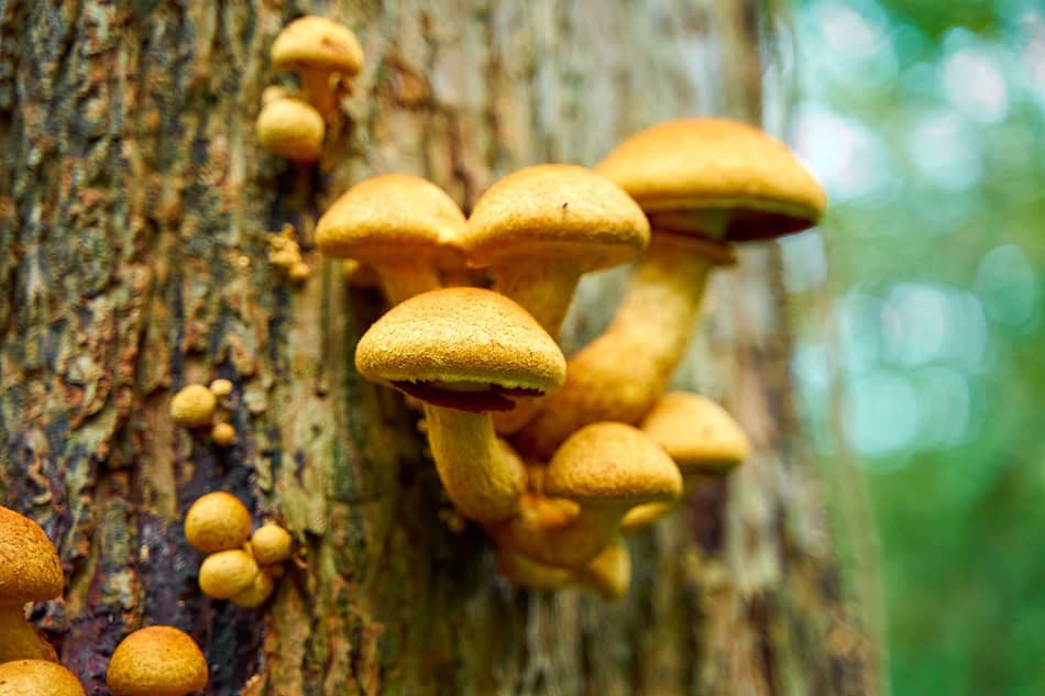 Cluster of mushrooms growing on a tree trunk in a forest setting.