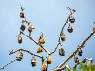 How can a bat sleep upside down for hours without falling? featured image