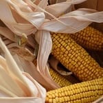 Corn dollies made from last sheaf of corn for harvest tradition.
