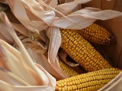 Why Farmers Made Corn Dollies From the Last Sheaf featured image