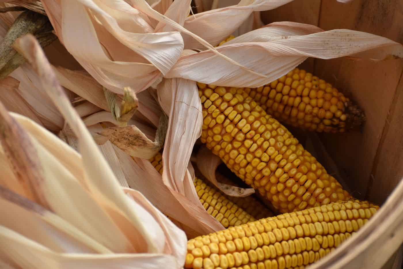 Corn dollies made from last sheaf of corn for harvest tradition.