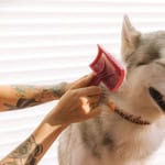 Person brushing a happy husky dog with a red brush indoors.