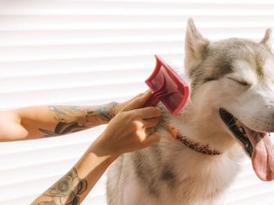 Is Your Dog Suddenly Shedding Everywhere? Fall May Be the Reason featured image