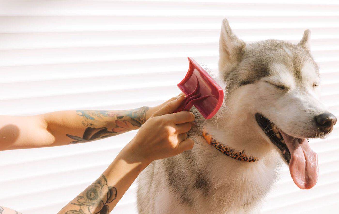 Person brushing a happy husky dog with a red brush indoors.