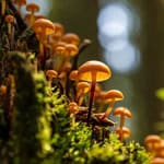 Close-up of orange mushrooms growing on a mossy tree trunk in the forest.