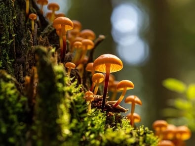 What to Do This Weekend: Take a Mushroom-Spotting Walk featured image