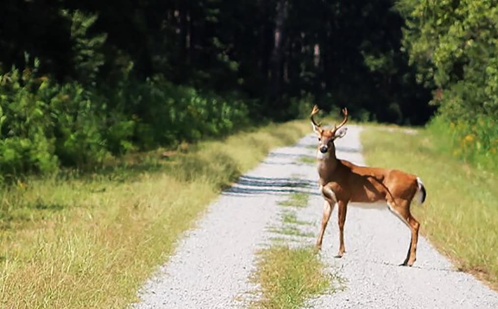 A deer standing on a forest trail during daytime, surrounded by green trees and foliage.