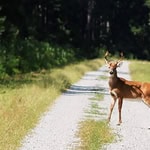 A deer standing on a forest trail during daytime, surrounded by green trees and foliage.