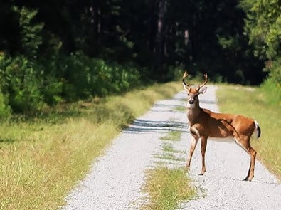 Why Are Deer Suddenly Everywhere? The Most Dangerous Weeks for Drivers Are Starting Now featured image