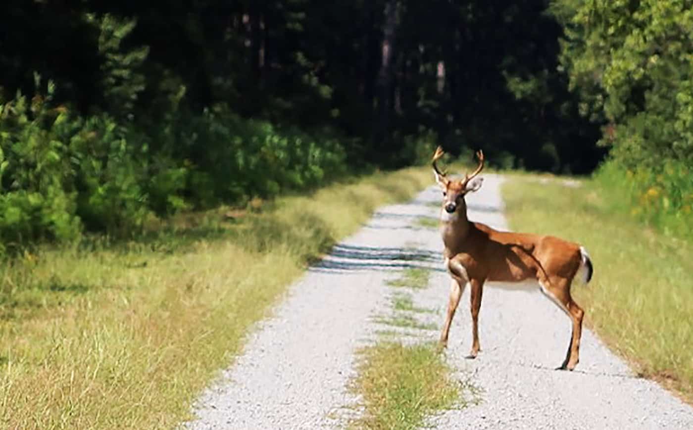 A deer standing on a forest trail during daytime, surrounded by green trees and foliage.