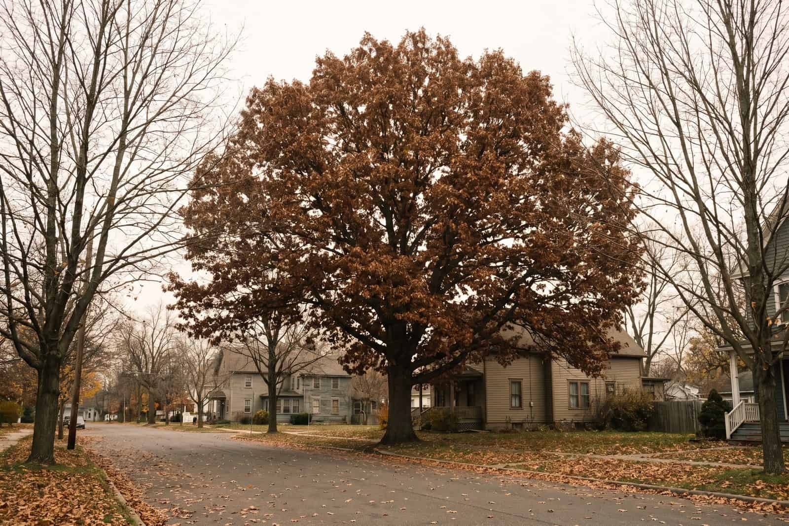 Oak tree still holding brown leaves in late November while neighbouring maples are bare