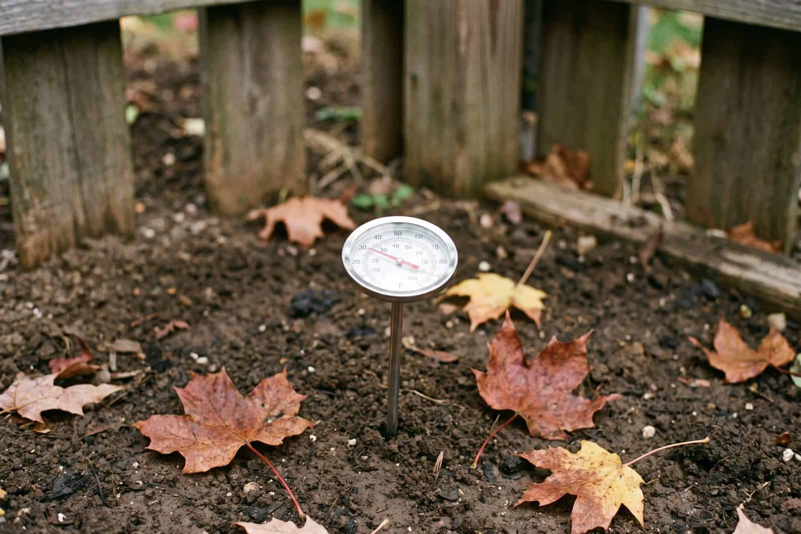 Soil thermometer in dark garden soil reading in the low fifties