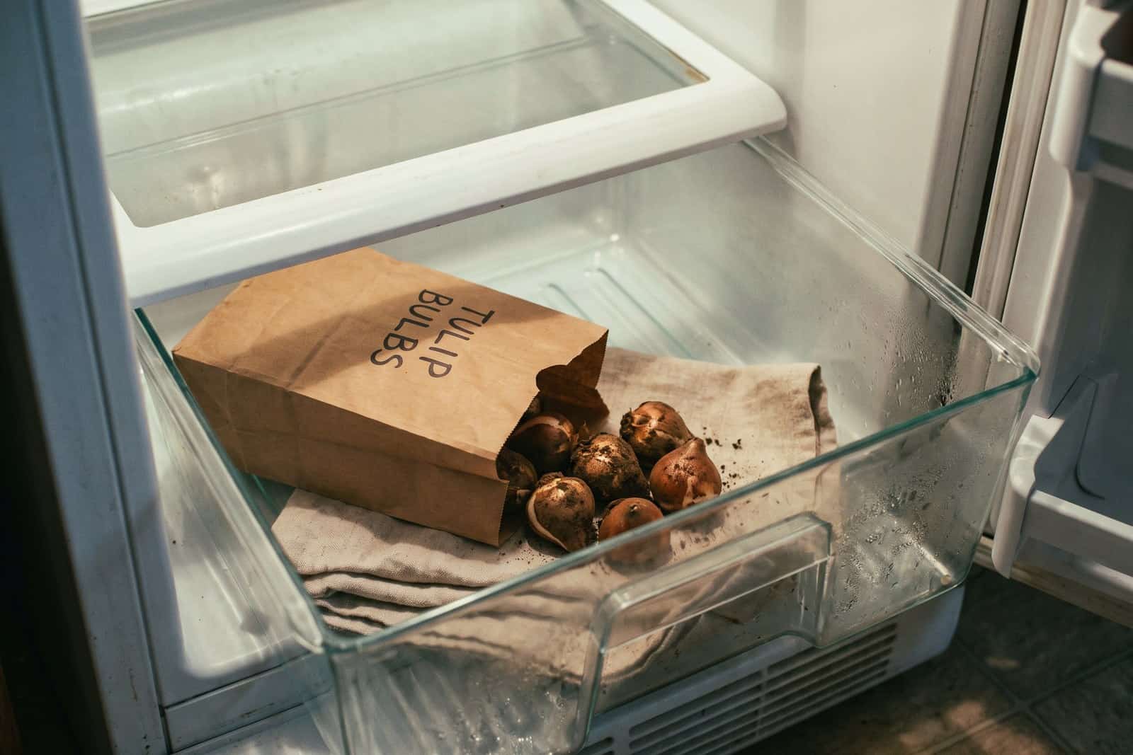 Paper bag of tulip bulbs in a refrigerator crisper drawer